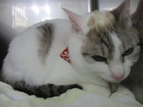 13131271_881142338674668_3791306359964619464_o